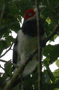 Red-faced Malkoha