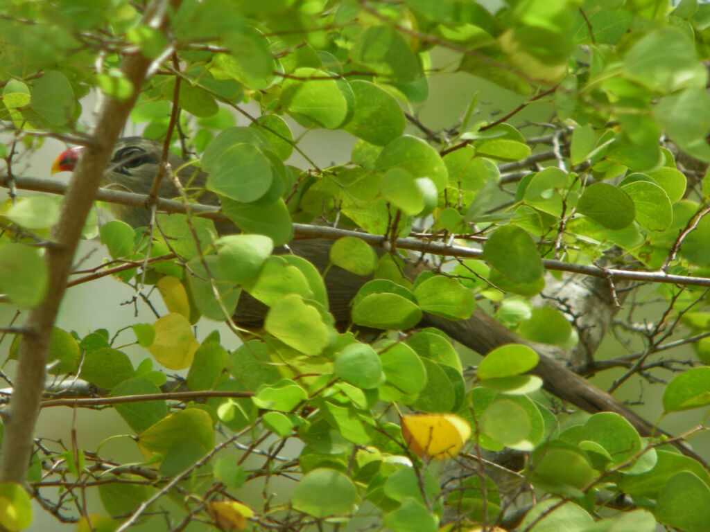 Sirkeer Malkoha