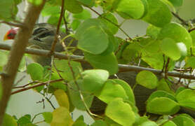 Sirkeer Malkoha