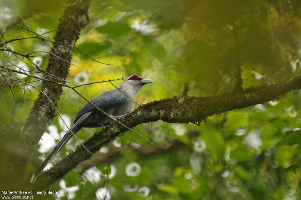 Malcoha sombreadulte, identification