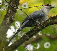 Green-billed Malkoha