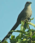 Green-billed Malkoha