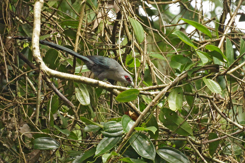 Green-billed Malkoha