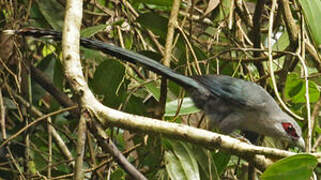 Green-billed Malkoha