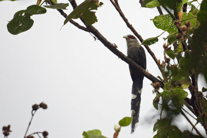 Green-billed Malkoha