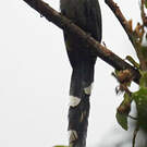 Malcoha sombre