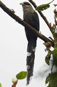 Green-billed Malkoha