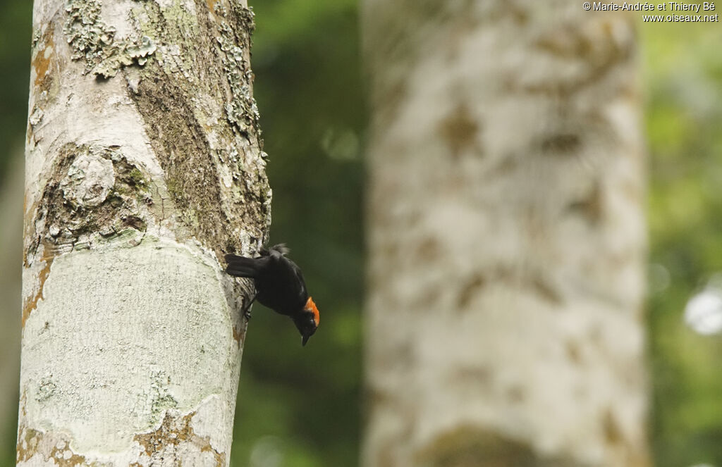 Red-headed Malimbe