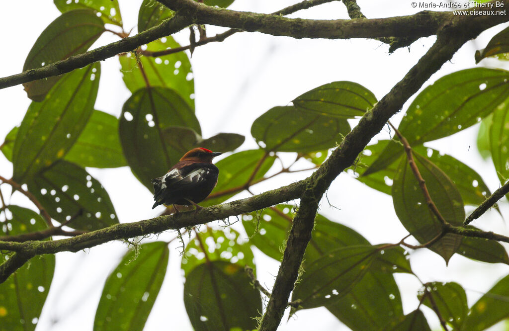 Club-winged Manakin