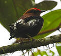 Manakin à ailes blanches