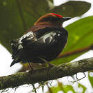 Manakin à ailes blanches