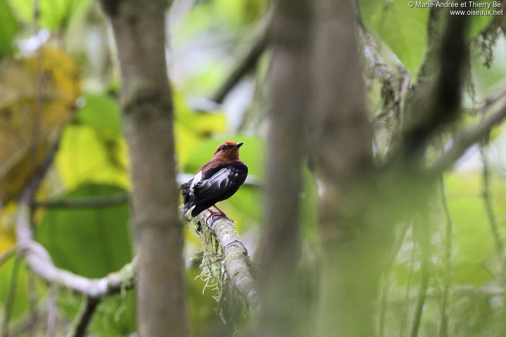 Manakin à ailes blanches