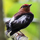 Manakin à ailes blanches