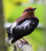 Manakin à ailes blanches