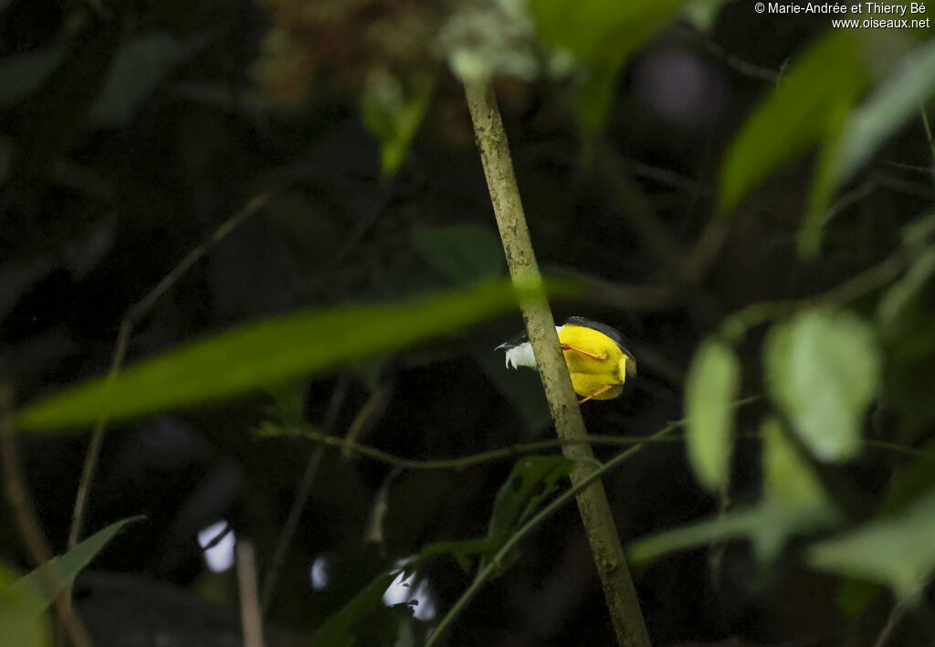 Manakin à col blanc
