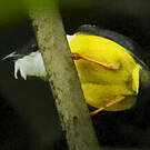 Manakin à col blanc
