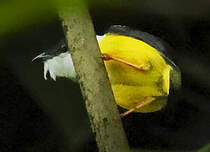 Manakin à col blanc