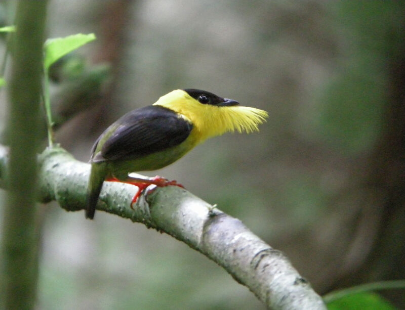 Manakin à col d'or