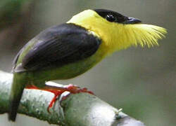 Golden-collared Manakin