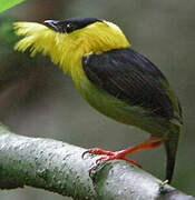 Golden-collared Manakin