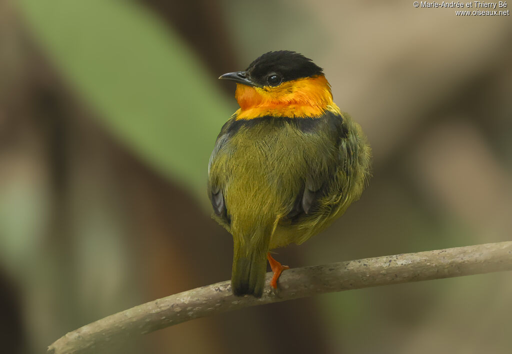 Manakin à col orange