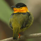 Manakin à col orange