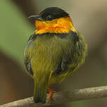 Manakin à col orange
