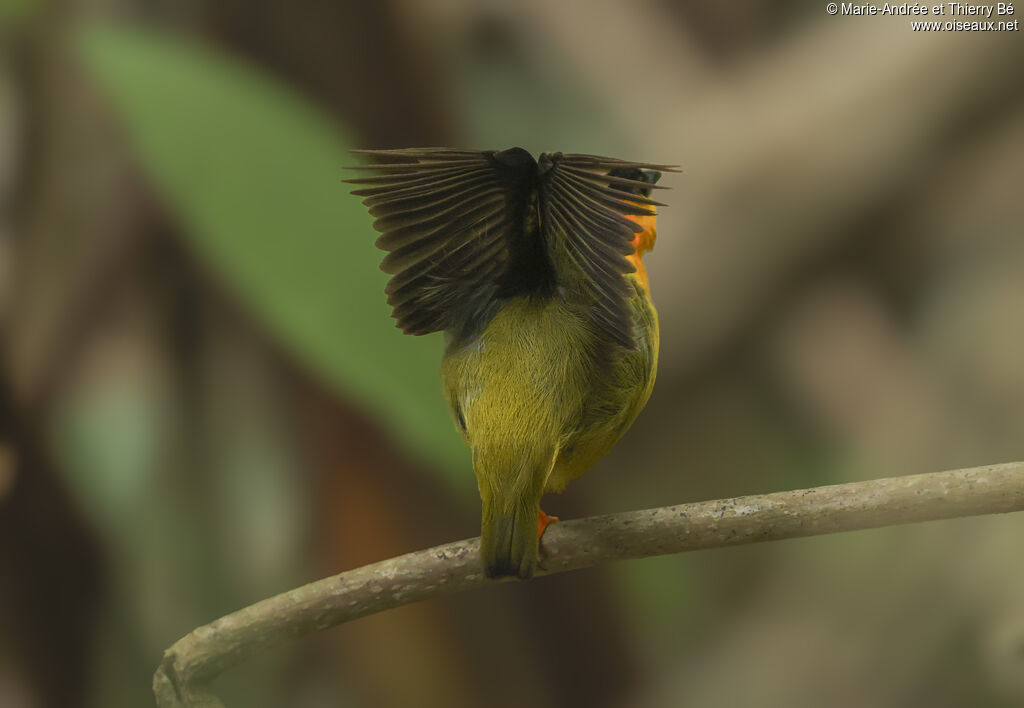 Manakin à col orange
