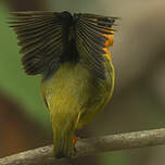Manakin à col orange