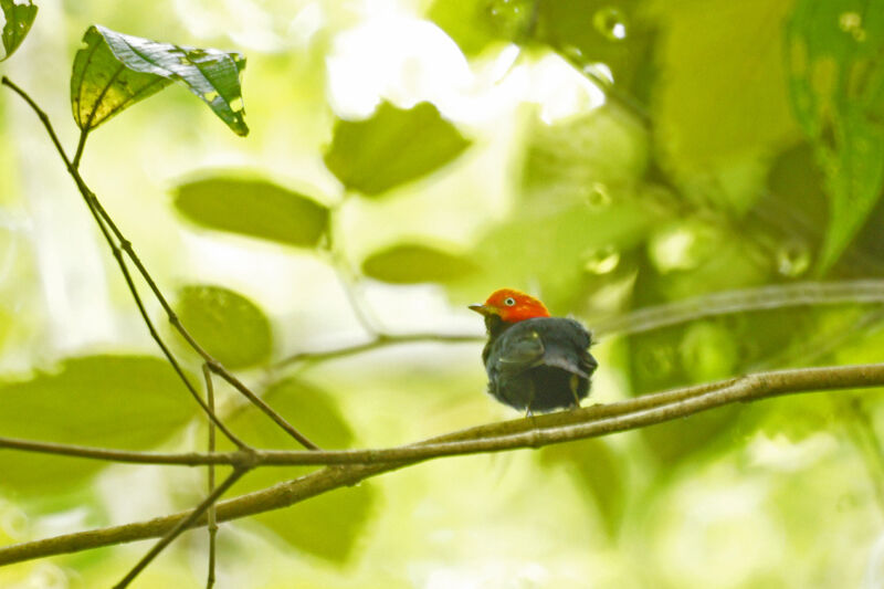 Red-capped Manakin