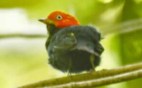 Red-capped Manakin