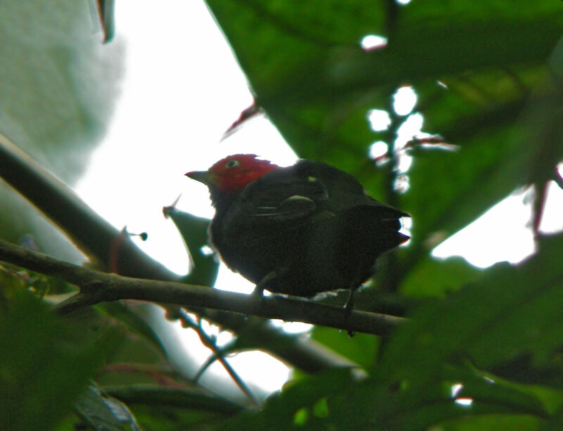 Red-capped Manakin