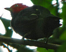 Red-capped Manakin