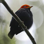 Manakin à cuisses jaunes