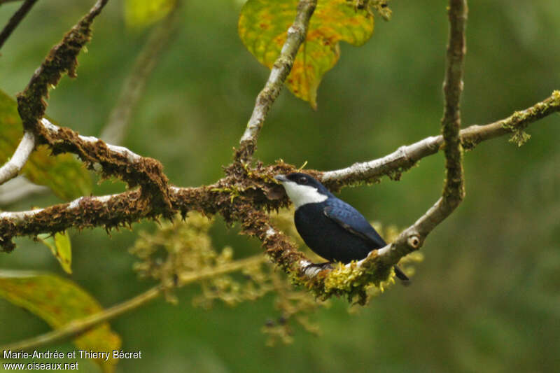 White-ruffed Manakin male adult, identification