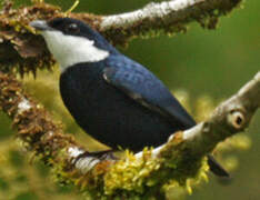 White-ruffed Manakin