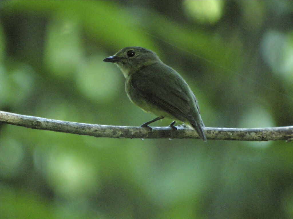 Manakin à front blanc femelle