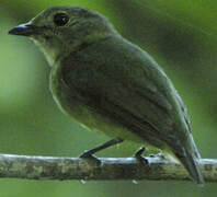 White-fronted Manakin