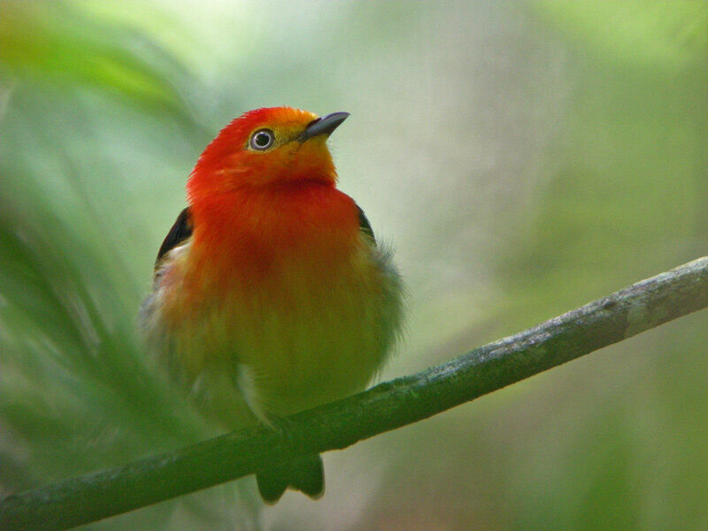 Band-tailed Manakin male