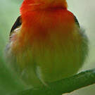 Manakin à queue barrée