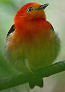 Band-tailed Manakin