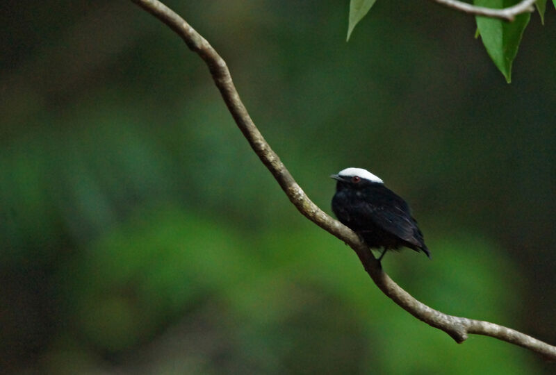 Manakin à tête blanche mâle