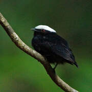 Manakin à tête blanche