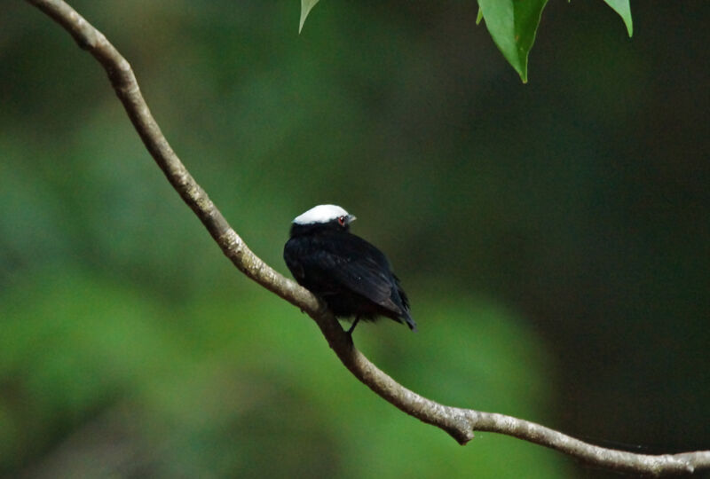 Manakin à tête blanche mâle