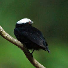 Manakin à tête blanche