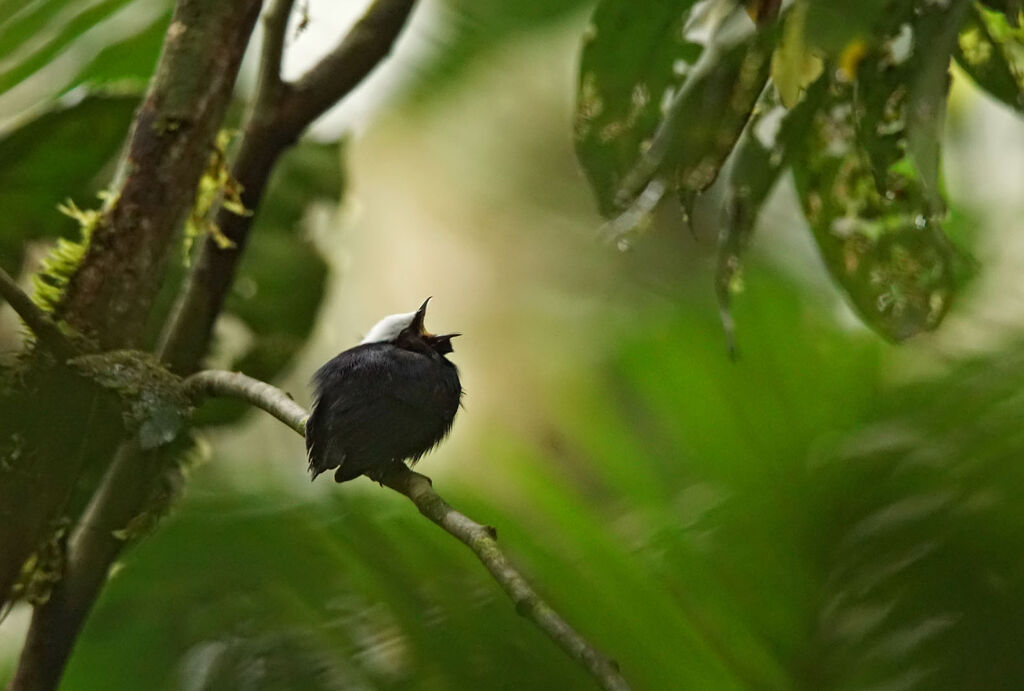 Manakin à tête blanche