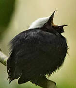 White-crowned Manakin