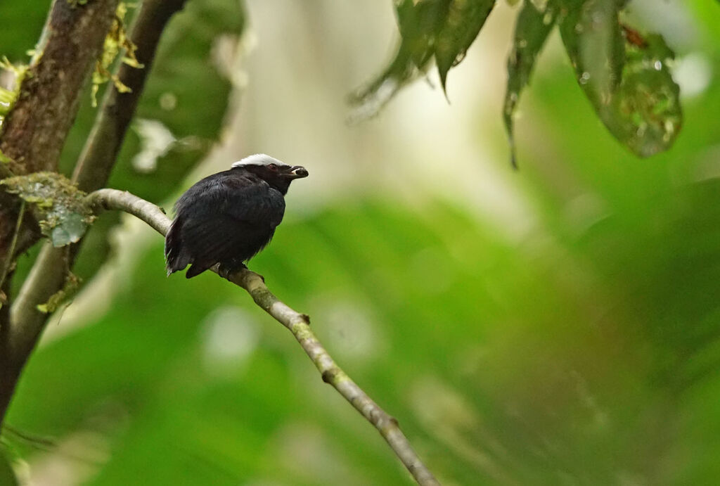 Manakin à tête blanche