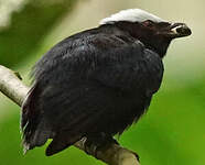 Manakin à tête blanche