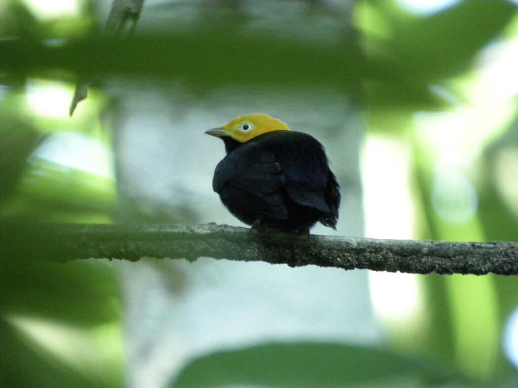 Manakin à tête d'or mâle